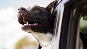 Car Dog Safety in Chesapeake, VA