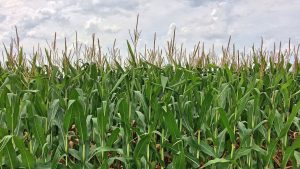 Corn Mazes in Chesapeake, VA