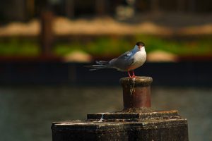 Bird Watching in Chesapeake | Priority Toyota Chesapeake