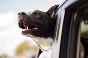 tips to road trip with your pets