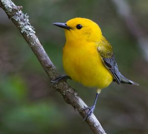 Birdwatching Chesapeake, VA