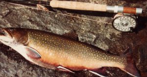 Fish and Fishing Rod