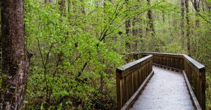 The Great Dismal Swamp in Chesapeake, VA | Priority Toyota Chesapeake