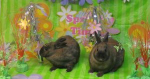 Brown Rabbits | Priority Toyota Chesapeake