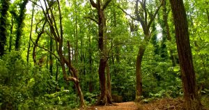 Hardwood forest | Priority Toyota Chesapeake