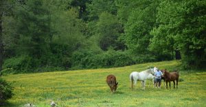 Man with horses in field | Priority Toyota Chesapeake in Chesapeake, VA