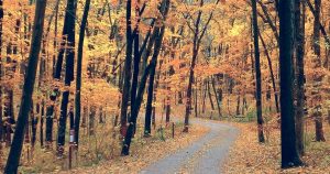 Fall foliage | Priority Toyota Chesapeake in Chesapeake, VA