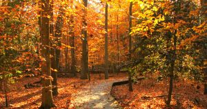 Fall foliage | Priority Toyota Chesapeake in Chesapeake, VA