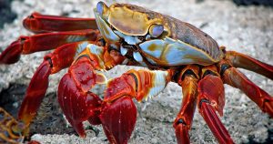 Crab | Priority Toyota Chesapeake in Chesapeake, VA