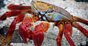 Crab | Priority Toyota Chesapeake in Chesapeake, VA