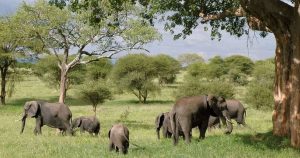 Elephants | Priority Toyota Chesapeake in Chesapeake, VA