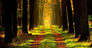 Hiking trail | Priority Toyota Chesapeake in Chesapeake, VA