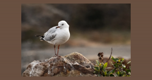 Birdwatching | Priority Toyota Chesapeake in Chesapeake, VA