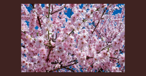 Cherry blossom tree | Priority Toyota Chesapeake in Chesapeake, VA