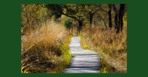 Hiking pathLocated in the southeastern corner of Virginia, the city of Chesapeake, VA, is an excellent gateway to explore the nearby landmarks of the region and go on memorable adventures in your reliable Toyota vehicle. Whether you’re planning a day trip with your family or a weekend escape with a group of friends, here are three fantastic destinations within driving distance from Chesapeake. 1. First Landing State Park Welcoming over one million visitors each year and featuring sprawling cypress swamps, hiking trails, a swimming beach, fishing spots, and designated wildlife watching areas, First Landing State Park is one of the most popular weekend and day trip destinations among Chesapeake locals. Located near the site of the first landing of Christopher Newport and other English colonists, this place is one of the most historically significant spots in the region. Spanning an area of almost 3,000 acres, First Landing State Park offers excellent opportunities for different recreational activities. Considered the most popular state park in Virginia, this place is located just 20 miles northeast of the city center and can be reached in about half an hour by car via route I-264. Some of the areas you should check out include the First Landing Cross, the Long Creek Trail, and the First Landing Beach. 2. Downtown Norfolk Historic District Added to the National Register of Historic Places in 1987, Downtown Norfolk Historic District is an excellent destination for Chesapeake visitors looking for a charming urban area full of small cafés, beautiful historic buildings, and vibrant cultural centers. Covering an area of a little over 40 acres, this historic district features some of the most beautiful examples of Classic Revival, Beaux Arts, Colonial, Federalist, and Victorian architecture in the region. Getting from the Chesapeake city center to downtown Norfolk takes a little over 10 minutes by car via route I-464, making it one of the easiest and most popular destinations among locals. Some of the attractions you should check out while exploring the area include the Moses Myers House Museum, MacArthur Memorial, Commercial Park, Town Point Park, and the USS Wisconsin BB-64. 3. Great Dismal Swamp National Wildlife Refuge Another sprawling nature reserve featuring extensive hiking trails and large populations of birds, bears, otters, and other animals, Great Dismal Swamp National Wildlife Refuge offers great opportunities for fishing, wildlife watching, and selective hunting. Located just 25 miles southwest of downtown Chesapeake, this place can be reached in less than 40 minutes by car via routes US-13 and US-58.  These three areas are just a sampling of the possible outings you can easily enjoy with a short drive from Chesapeake. Start making plans to visit one – or all! – of them this weekend! Image via pixabay.com | Licensed under Pixabay License