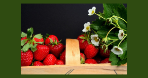 Picking strawberries | Priority Toyota Chesapeake in Chesapeake, VA