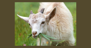 Goat | Priority Toyota Chesapeake in Chesapeake, VA